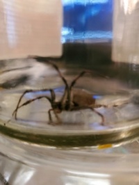 BROWN WIDOW