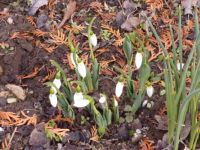 The first snowdrops in our garden