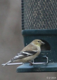 Winter garb for a Goldfinch