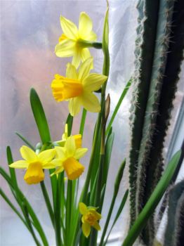 Potted Daffs & Cactus (3) (Large)