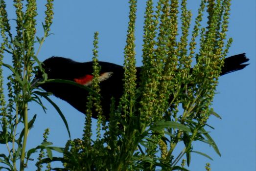 Red-winged black bird at Celery Fields