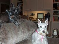 dogs