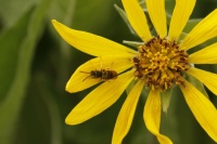 Balsamroot
