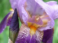 Iris for newnura