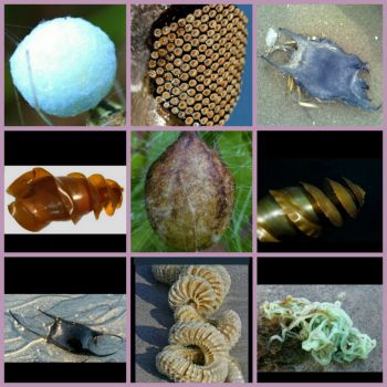 Weekly Quiz : Kaleidoscopes made from...EGG CASES!!!