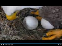 babies on the way, on of my eggs has a small crack in it now