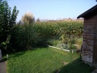 Neighbour's corn field becames very high