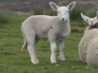 Ah, a little lamb
