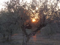 Sunset in Spain, olive trees.