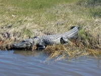 Everglades