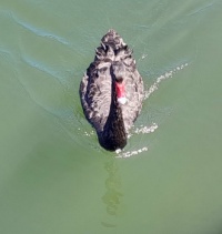 Black swan at Lakes Entrance, Vic Aus