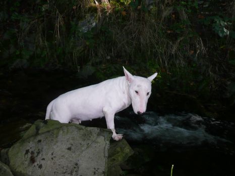 Dog in the creek