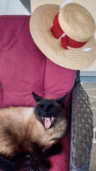 Kocour Chicco
