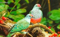 Beautiful Birds