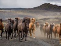 Rugged Horses of the Icelandic Highlands