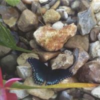 Butterfly on the rocks