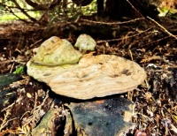 Fungus Finds