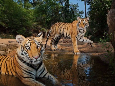 Tigers Watering Hole