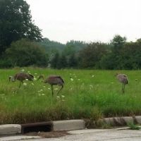 Sandhill cranes