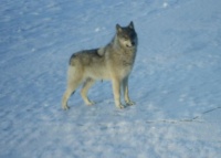 Wolf on the Kuskokwim