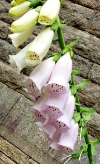 Foxglove