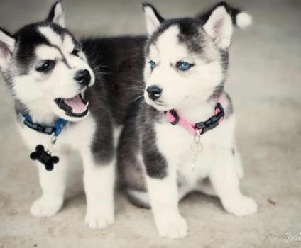 Husky Puppies <3