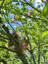 Squirrel Nibbling Flower