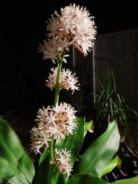 Corn Plant  Blooms Only at Night