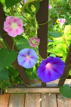 Three shades of the Morning Glory Flowers.