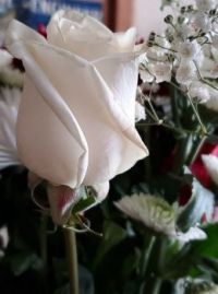 White rose