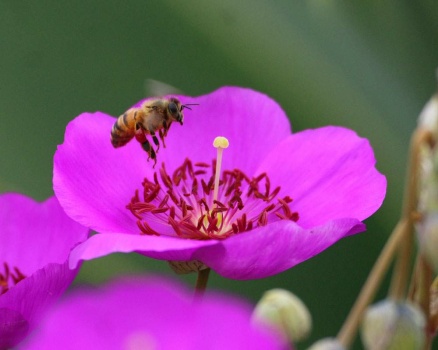 Honeybee on Rock Purslane, Del Mar, California