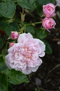 Elizabeth