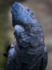 red-tailed-black-cockatoo-7858776_1920