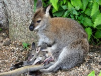 Bennet's Wallaby