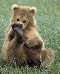 Baby bear so cute!