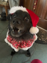 Merry Christmas from Lucky!