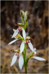 Common Bunny Orchid - another West Australian Native Orchid - tiny but beautiful.