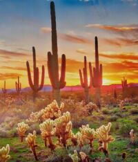 20220118_144842_resized                            Cactuses at Sunset