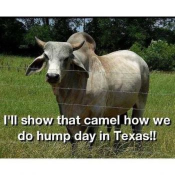 Hump Day in Texas Tomorrow