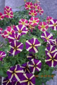 Queen of Hearts and Heart and Soul Petunias