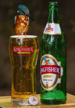 kingfisher beer wallpaper