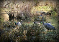 Wildlife at Dora Kelly's wetlands