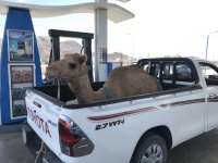 I Drive Many Miles for a Camel