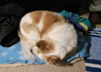 Mabel's worn out . . .