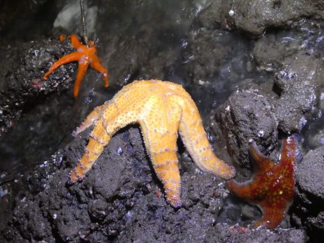 Sea Stars at Low Tide in Seattle, Washington