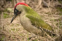 Green Woodpecker