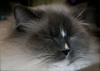 Memorable Major - Blue Mitted Ragdoll with Blaze