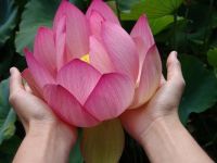 Pink Lotus From INature