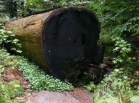 A downed coastal redwood tree.