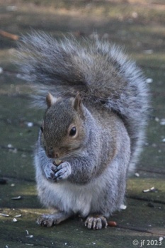 Solve Squirrel Nutkin jigsaw puzzle online with 35 pieces